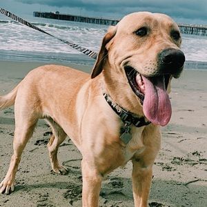 Meet your Posher, Lindsay